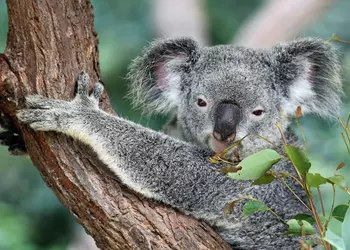 Австралия легализовала полицейский "взлом" социальных сетей