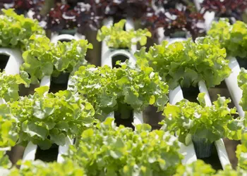 Криптовалютная ферма помогает растить овощи