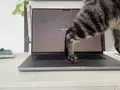 Кот на ноутбуке больше не проблема — для Mac доступно приложение Cats Lock