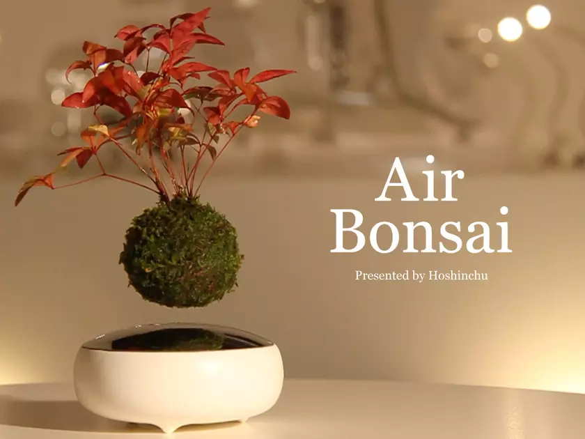 "Танцующие" в воздухе деревья Air Bonsai