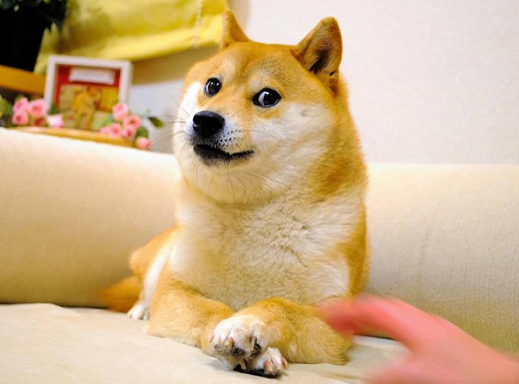Kabosu, der Hund aus dem Doge-Mem, ...