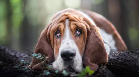 Dogs won't be bored anymore! Scientists have designed a gaming platform to entertain four-legged gamers