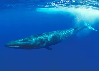 Япония разрешила охотиться на исчезающих финвалов