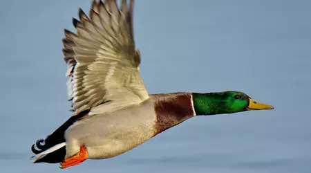 Not this time: reputable insiders debunk the rumour of a deal between Microsoft and Valve