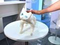 На IFA 2022 показали няшного робота-кота MarsCat, который чувствует прикосновения, реагирует на голоса и играет с игрушками