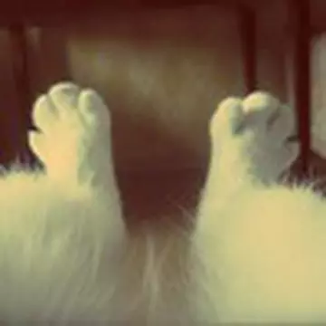 Димка Олексенко