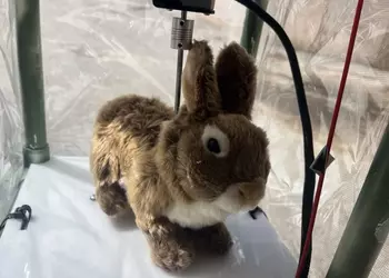 Роботы-кролики против питонов: необычный эксперимент во Флориде