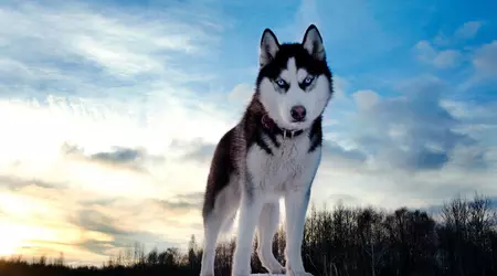 La crypto-monnaie HUSKYX s'envole de 34 368 % en deux jours