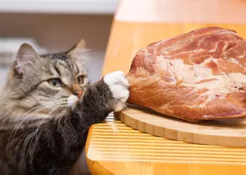 8 гаджетов с CES, которые мы хотели бы прикарманить