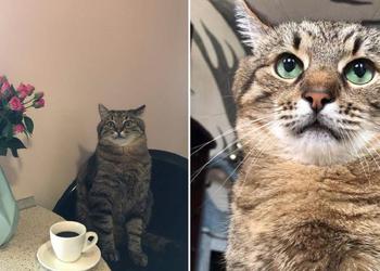 Бритни Спирс опубликовала фото харьковского кота Степана в Instagram и получила более 1 200 000 лайков
