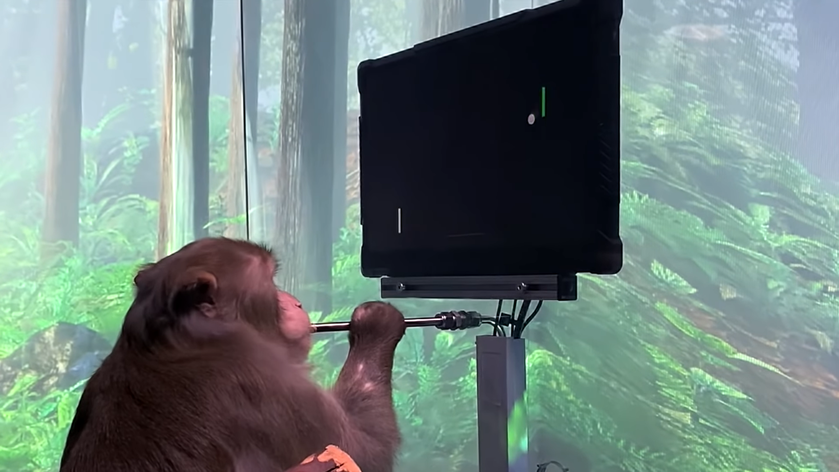 Будущее уже здесь: обезьянка сыграла в Понг силой мысли