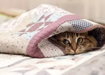 10 товаров с AliExpress, чтобы хорошенько согреться