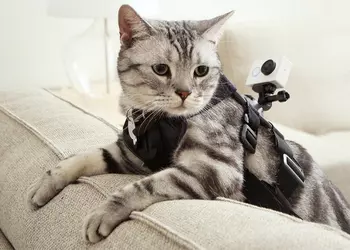 MWC 2015: Xiaomi Yi Action Camera — конкурент GoPro Hero за $64