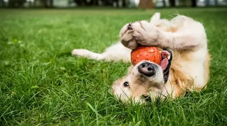 Scientists create a device that translates dog language using artificial intelligence