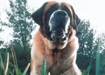 Netflix планирует снять переосмысление романа Кинга Cujo об ужасной собаке