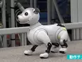 post_big/aibo-assembly.jpg