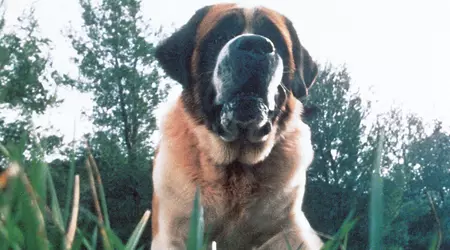 Netflix plans to film a reimagining of King's novel Cujo about a terrible dog