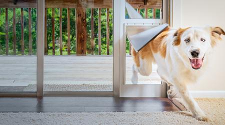 Smart Dog Doors – a Dream to Come True?