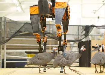 ATRIAS: самый быстрый двуногий робот в мире (видео)