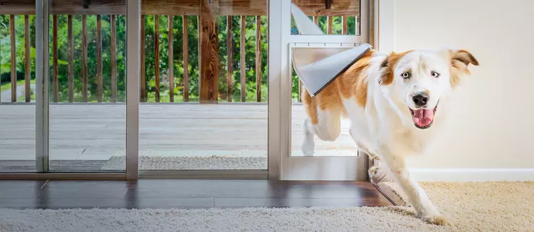 Meilleure Porte Automatique pour Chien