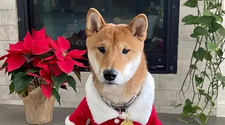 Le prix de Santa Floki a grimpé en flèche 18 610% après la publication d'Elon Musk