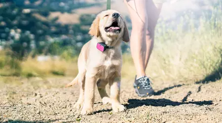 Best GPS Tracker for Dogs