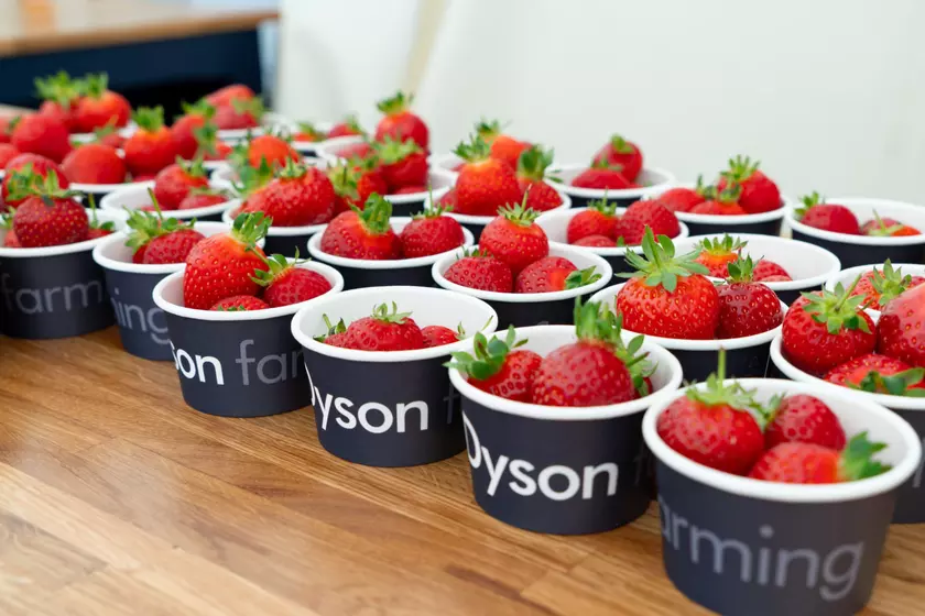 Новая жизнь клубники из Ноктона: инновации и устойчивость