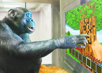 Обезьяна играет в Minecraft — и это не шутка! Опубликовано потрясающее видео игрового процесса шимпанзе