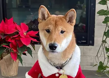 Курс Santa Floki взлетел на 18 610% после публикации Илона Маска