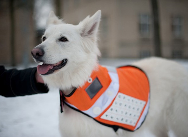 Концепт Messenger Dog: собака обеспечивает связь во время стихийных бедствий (видео)