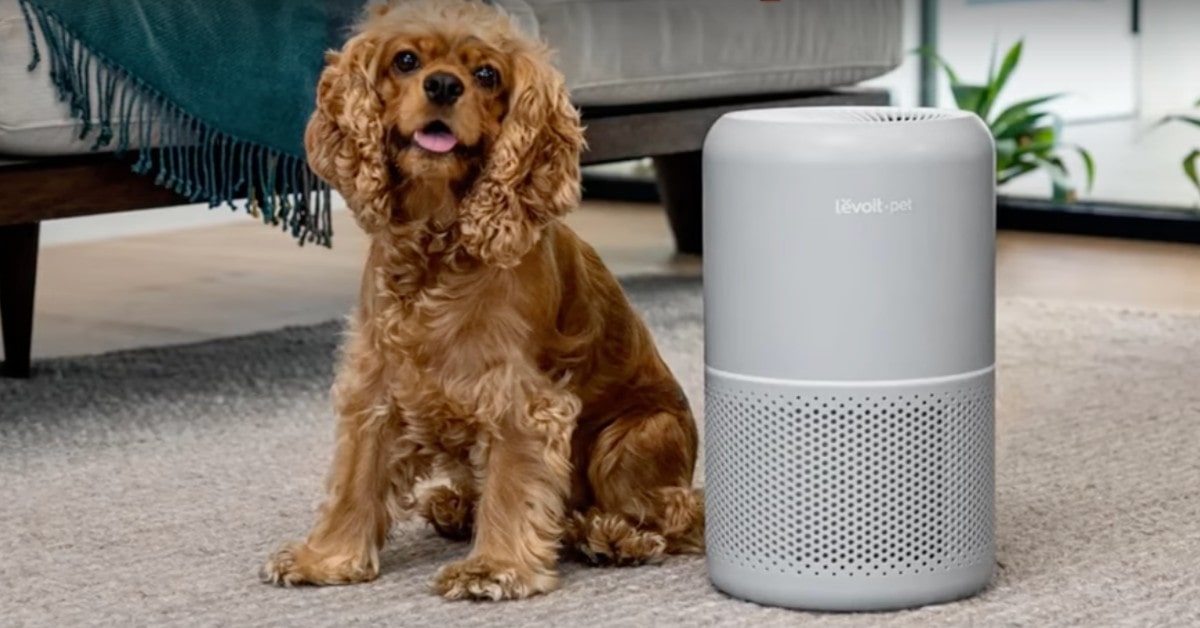 6 Best Air Purifiers for Cat Owners in 2024 Air Purifier for Cats Review