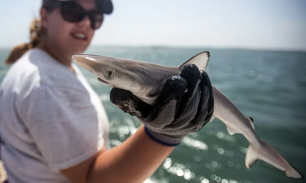 У акул, спійманих біля Бразилії, виявлено високу концентрацію кокаїну в організмі