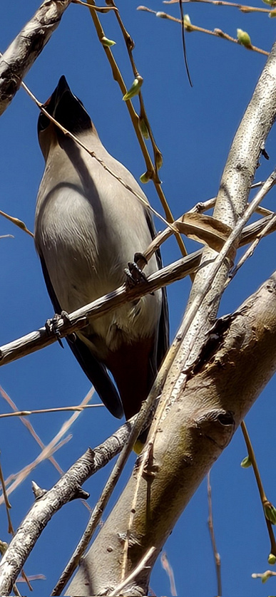 Деталізація Vivo X300 Ultra