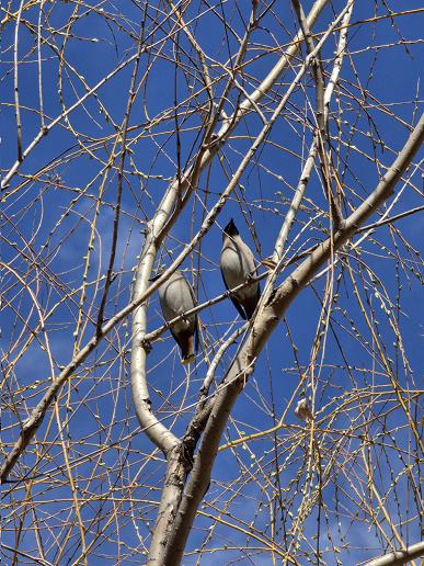 Знімок на Samsung Galaxy S26 Ultra