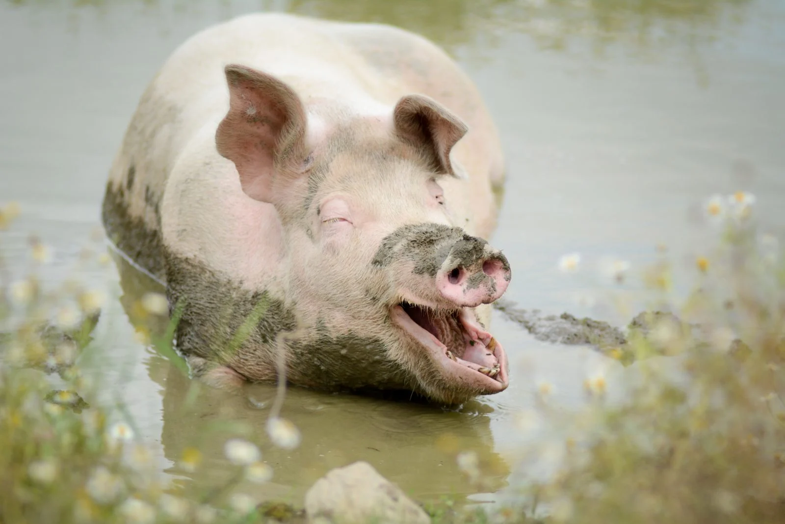 Учёные смогли оживить свинью через час после смерти  некоторые органы восстановились на 100%