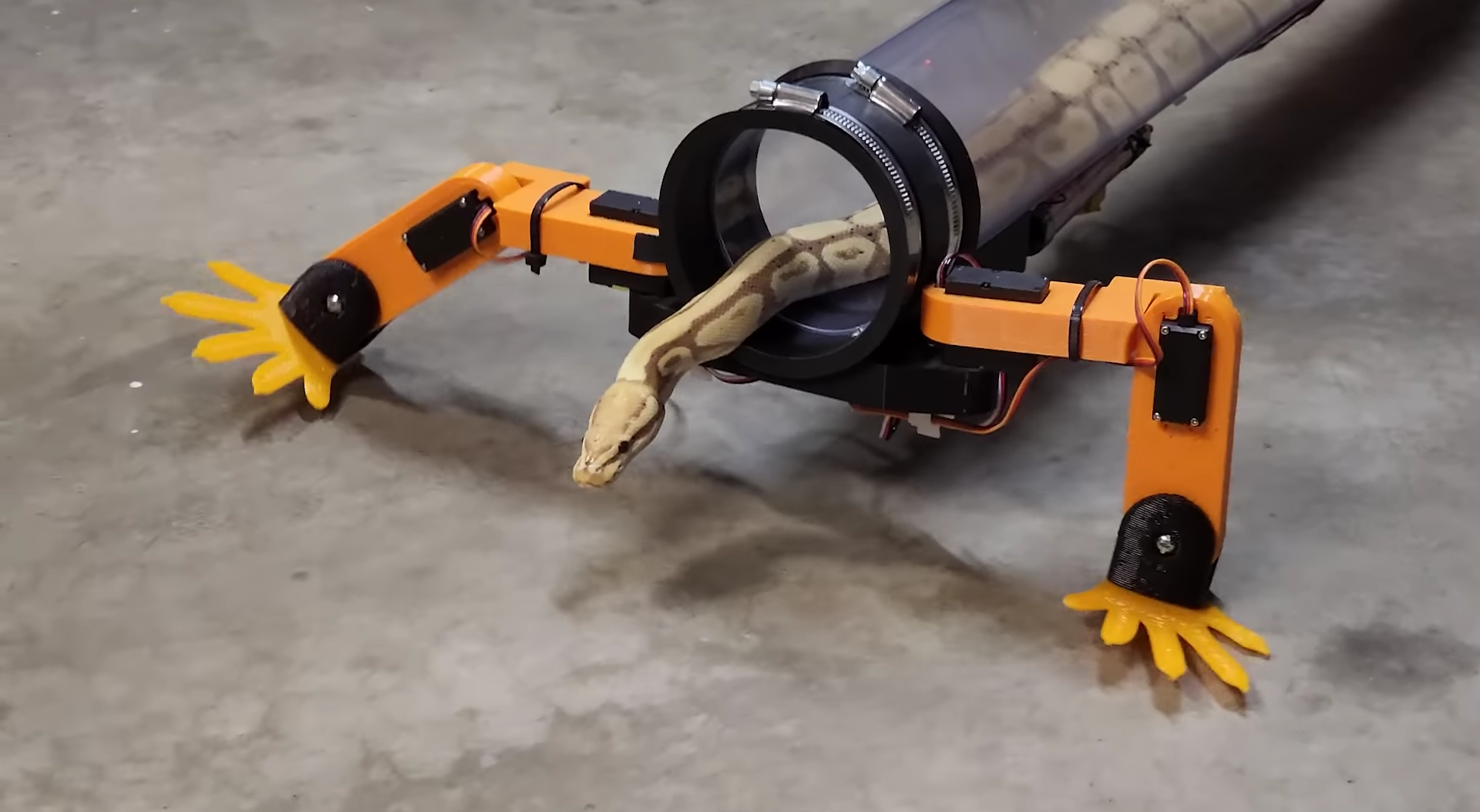 Un ingeniero desarrolló unas patas robóticas para una serpiente: le encantó