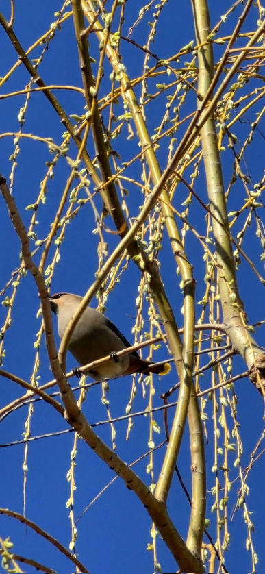 Порівняння архітектури Samsung
