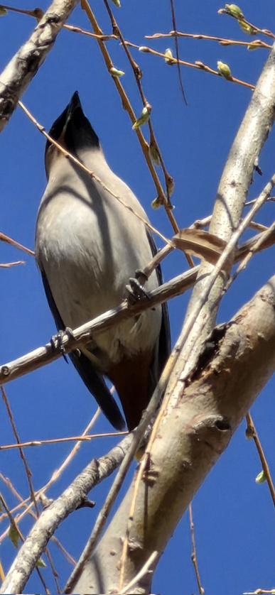 Деталізація Samsung Galaxy S26 Ultra