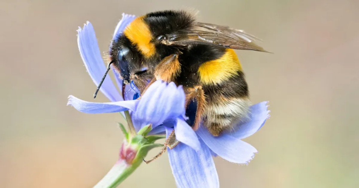 Researchers discover the main factor in the decline of bumblebees