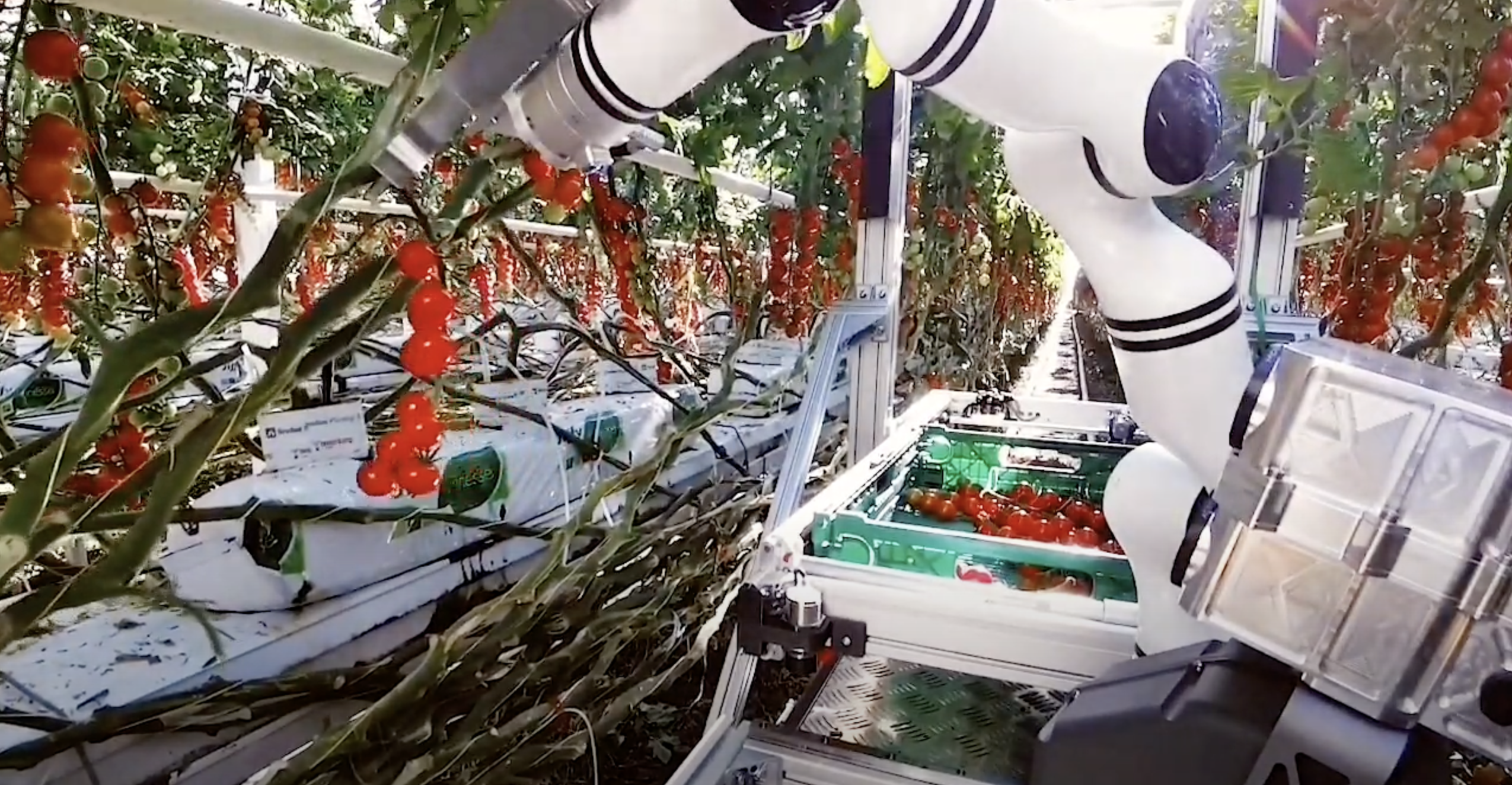 Робот швейцарського стартапу Float­ing Ro­bot­ics збирає врожай томатів в теплицях (відео)