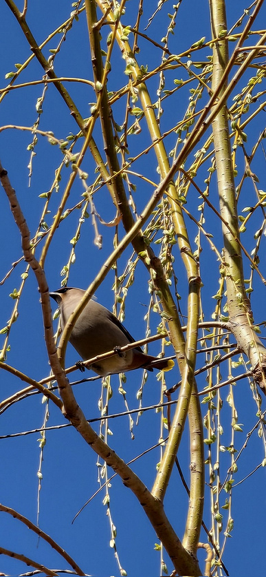 Порівняння архітектури Vivo