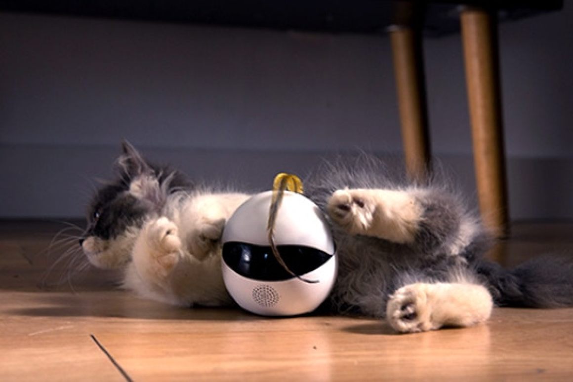 На Kickstarter збирають гроші на «розумного» котячого робота Ebo