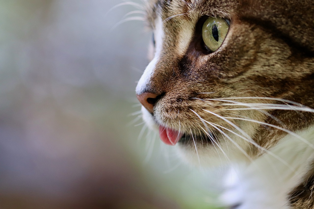 El ojo de gato ayudó a científicos coreanos a crear una cámara de visión nocturna única