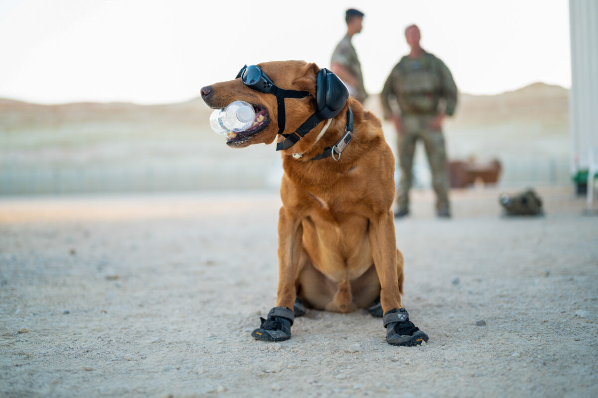 Il Regno Unito stanzierà oltre 3 milioni di sterline per l'addestramento e l'equipaggiamento dei cani