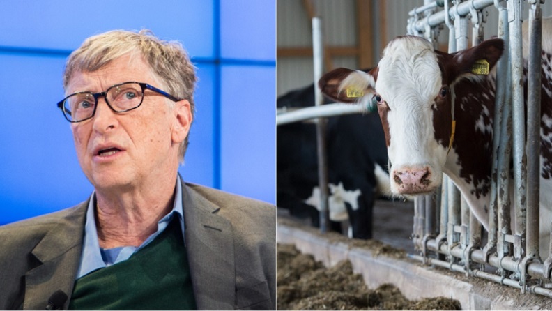 Bill Gates financed the creation of an ideal cow