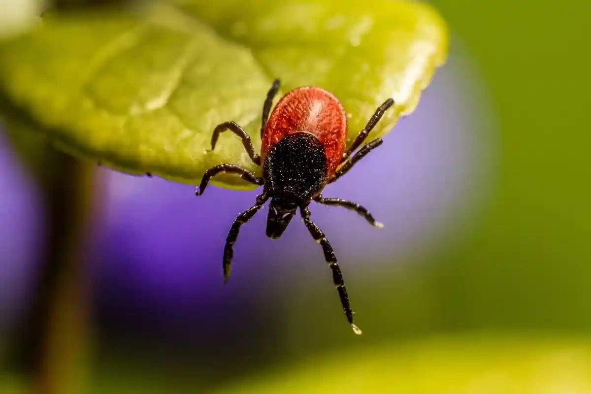 A pill to kill ticks has shown promising results in human trials