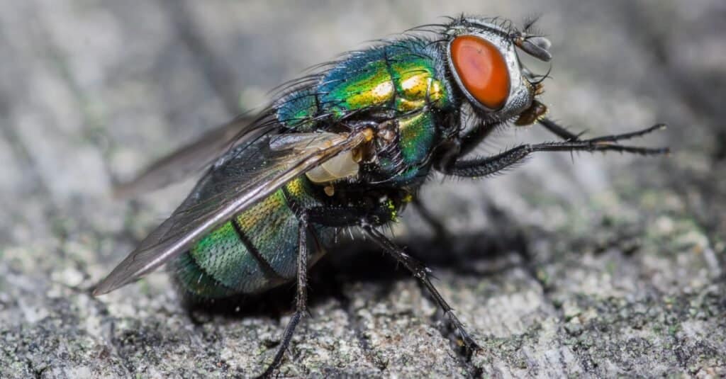 Gli scienziati hanno hackerato il cervello delle mosche per renderle controllate a distanza
