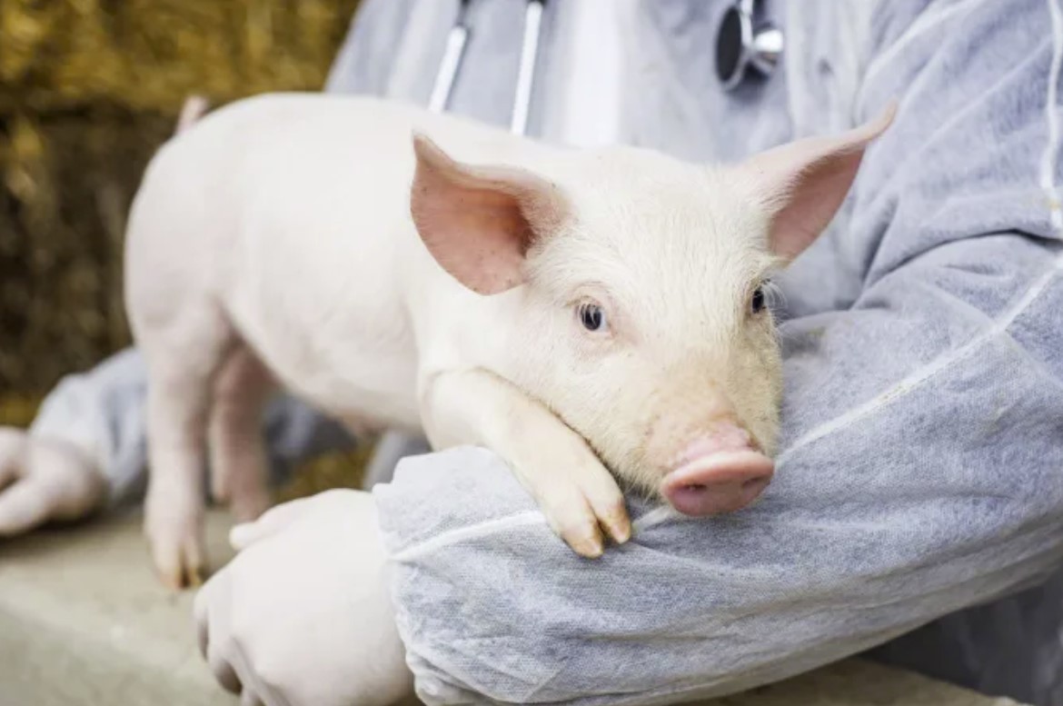 Scientists revived organ cellular functions to pigs one hour after death