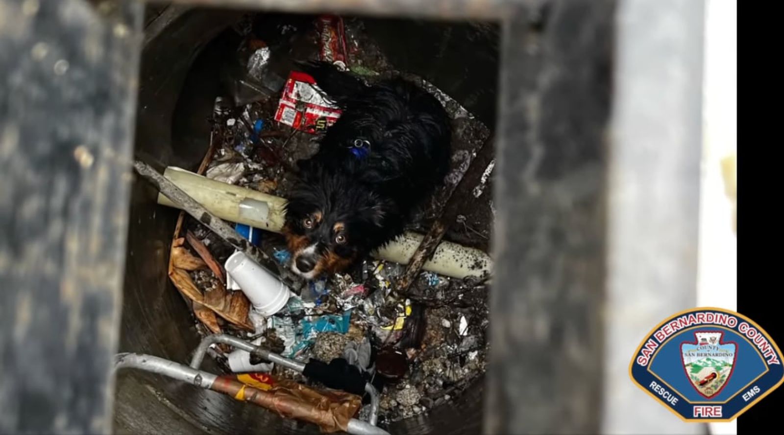 Apples AirTag half bei der Rettung eines Hundes, der vom Regenwasser mitgerissen wurde