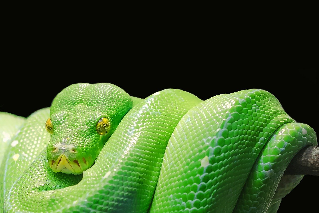 Луската природа зміїної шкіри послужить основою для гнучких акумуляторів